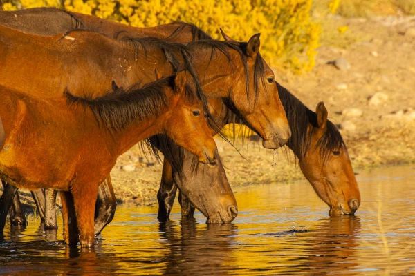 Nevada, Reno Wild horses drinking from pond